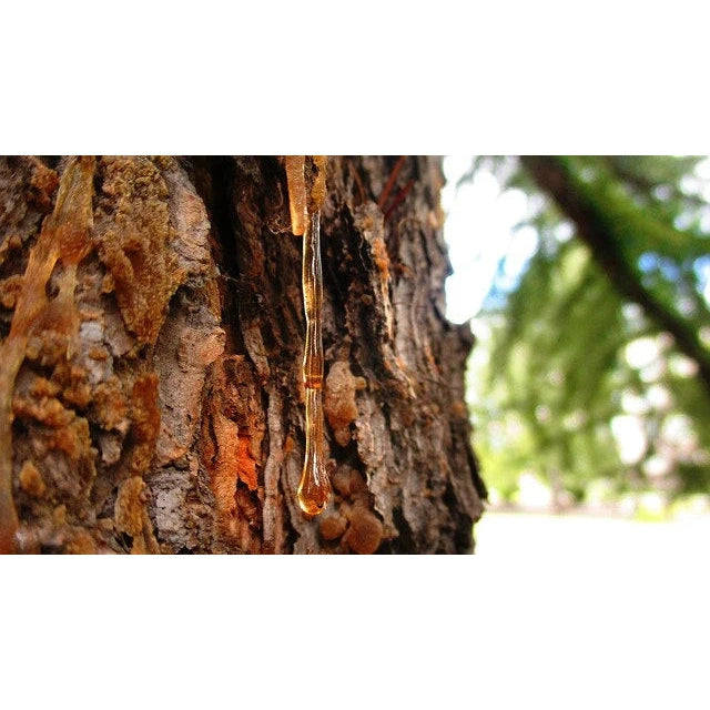 Resina pura di abete rosso (Piceae Resina) Chakra del terzo occhio Ajna - Spiritusya