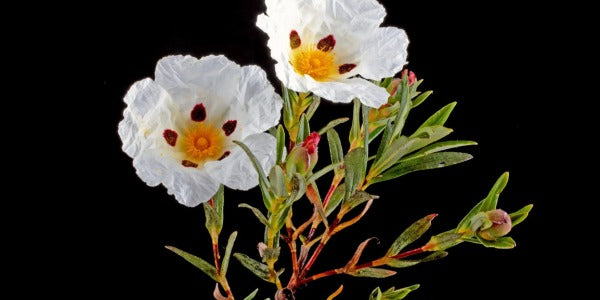 Labdano (Cistum Labdanum)  l'Antica Resina che Incanta gli Artigiani dell'Incenso