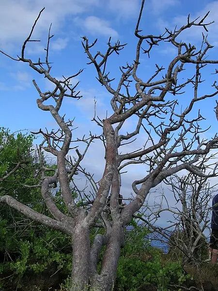Storia del PaloSanto Spiritusya