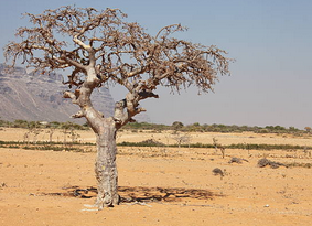 La Mirra: Una Resina Intrisa di Storie Millenarie