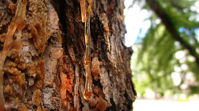 La resina d'abete rosso Spiritusya