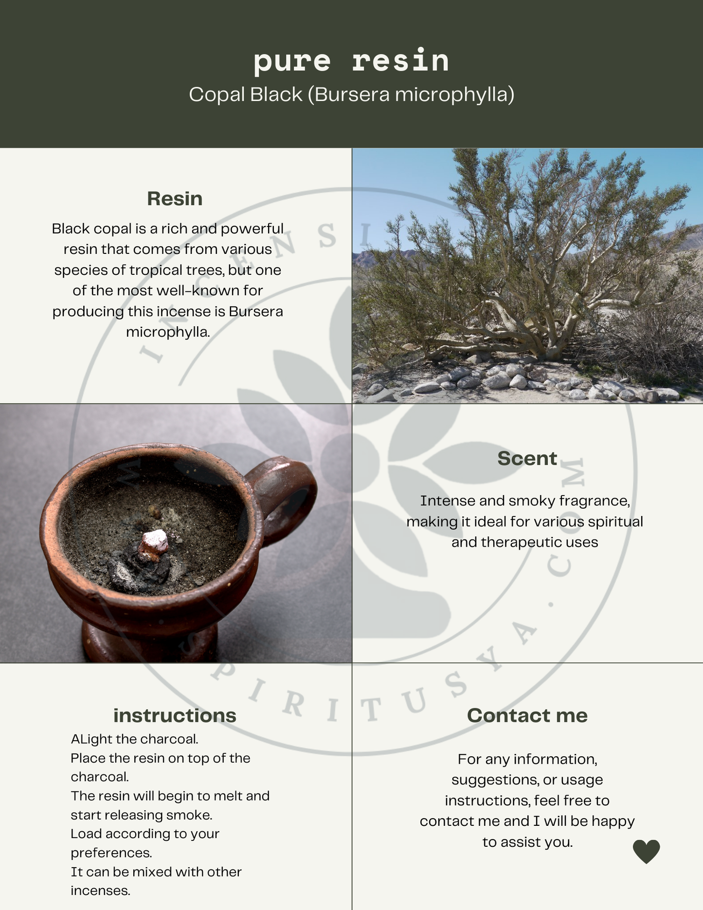Black Copal - Bursera microphylla