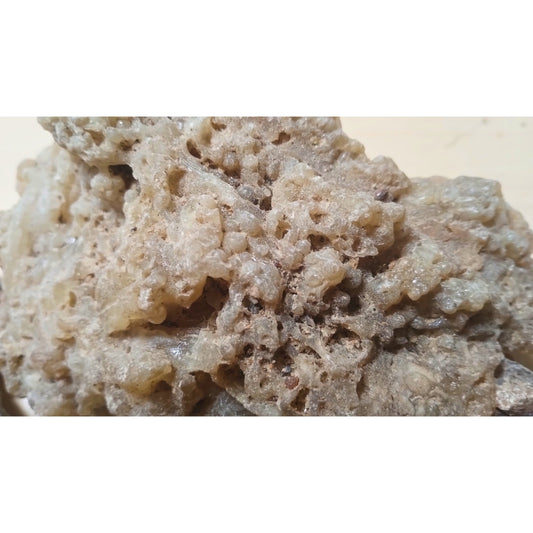 Mirra del Perù (Loxopterygium huasango) - Spiritusya