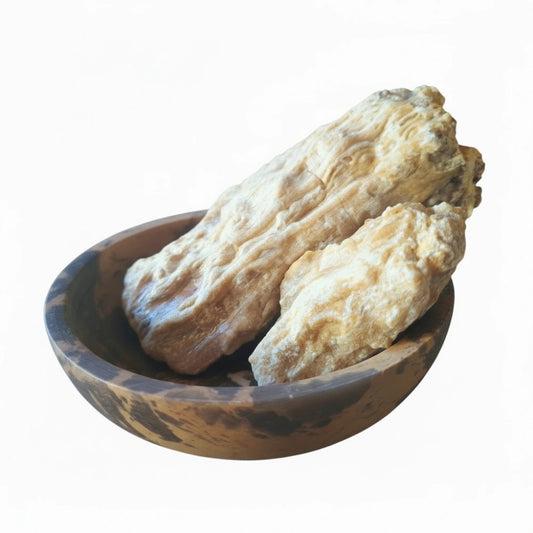 Sal Tree (Shorea Robusta) Sakhua - Spiritusya